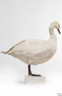 Mute swan whole body 0004.jpg